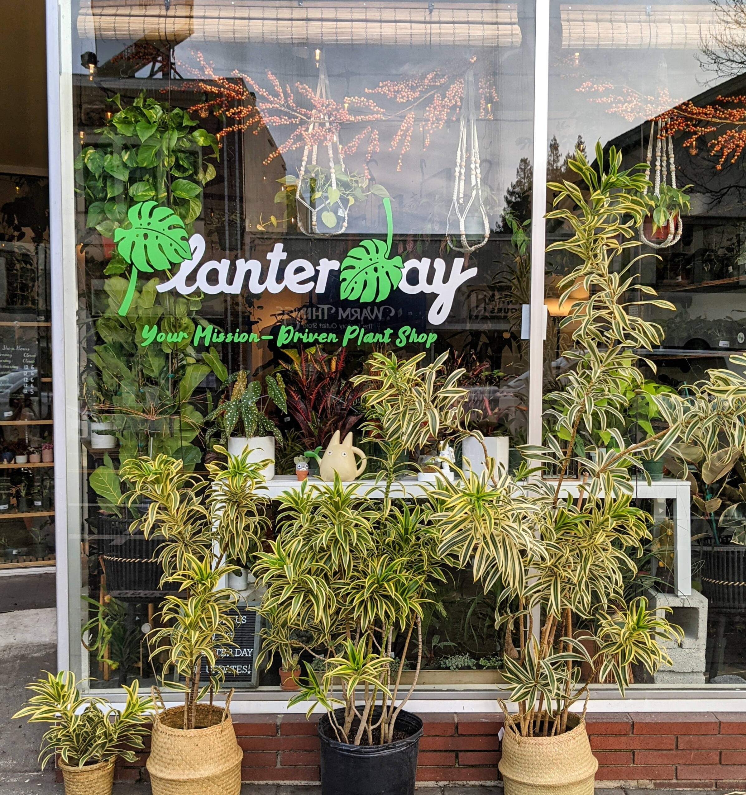 Dracaena concinna kuhnty | Planterday: Your Mission-Driven Plant Shop