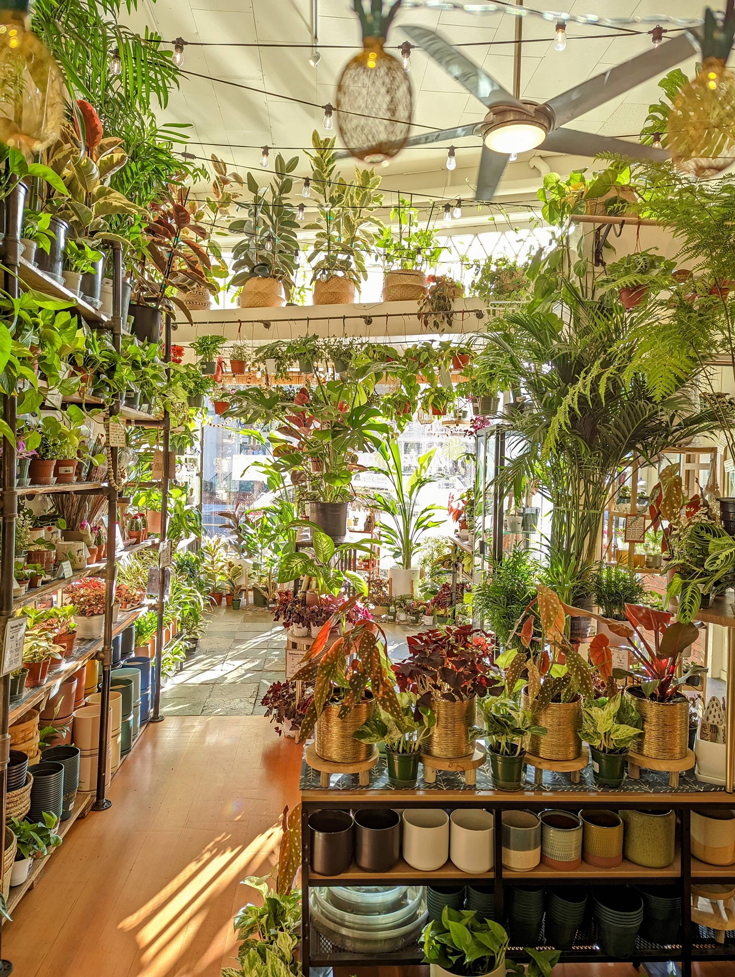 Home | Planterday: Your Mission-Driven Plant Shop